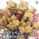 【送料無料】カリシア レペンス(桜色カリシア) 【 多肉植物 3号 】 観葉植物 カリシア 多年草 カラーリーフ シダレツユクサ Callisia repens