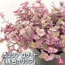 【送料無料】カリシア ロザート(桃色カリシア) 【 多肉植物 3号 】 観葉植物 カリシア 多年草 カラーリーフ シダレツユクサ Callisia repens
