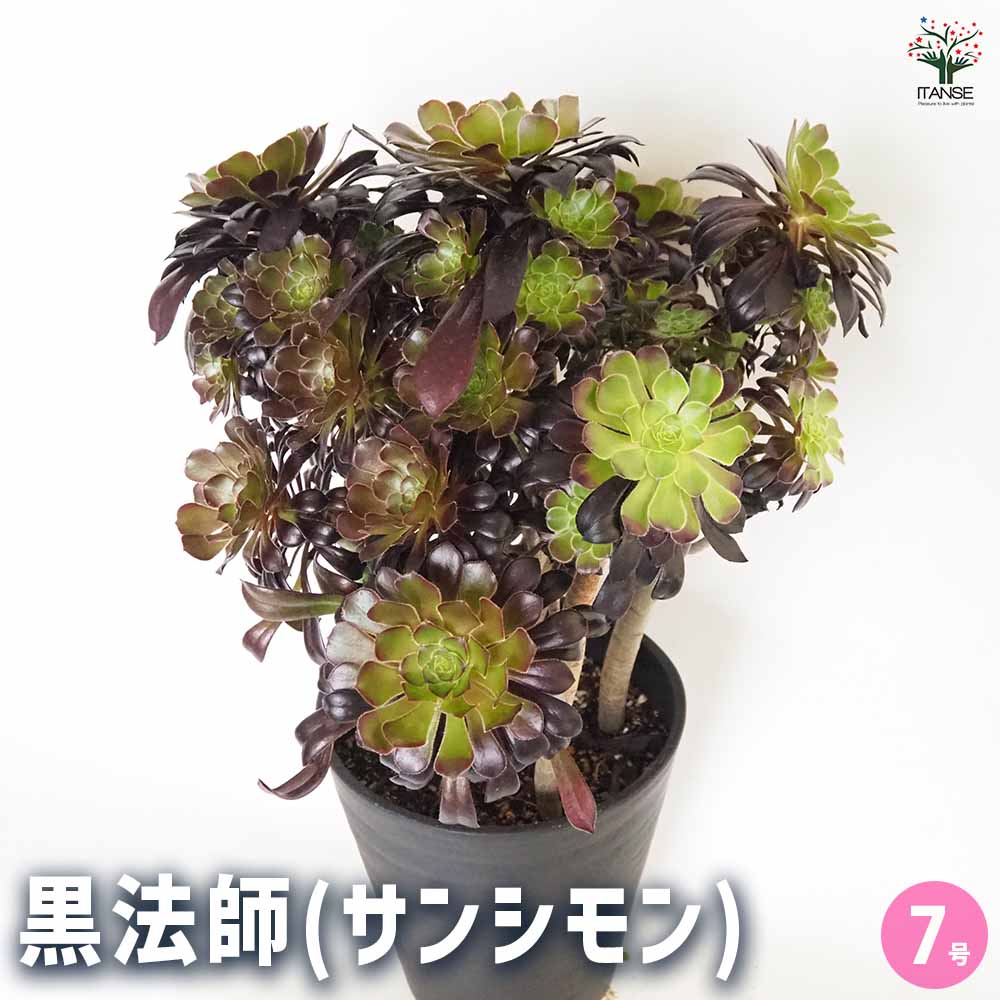 【送料無料】黒法師(サンシモン) 【 多肉植物 7号／1個売り 】 リビング オフィス 事務所 インテリア 育てやすい 御祝 お祝い ギフト プレゼント 贈答 人気