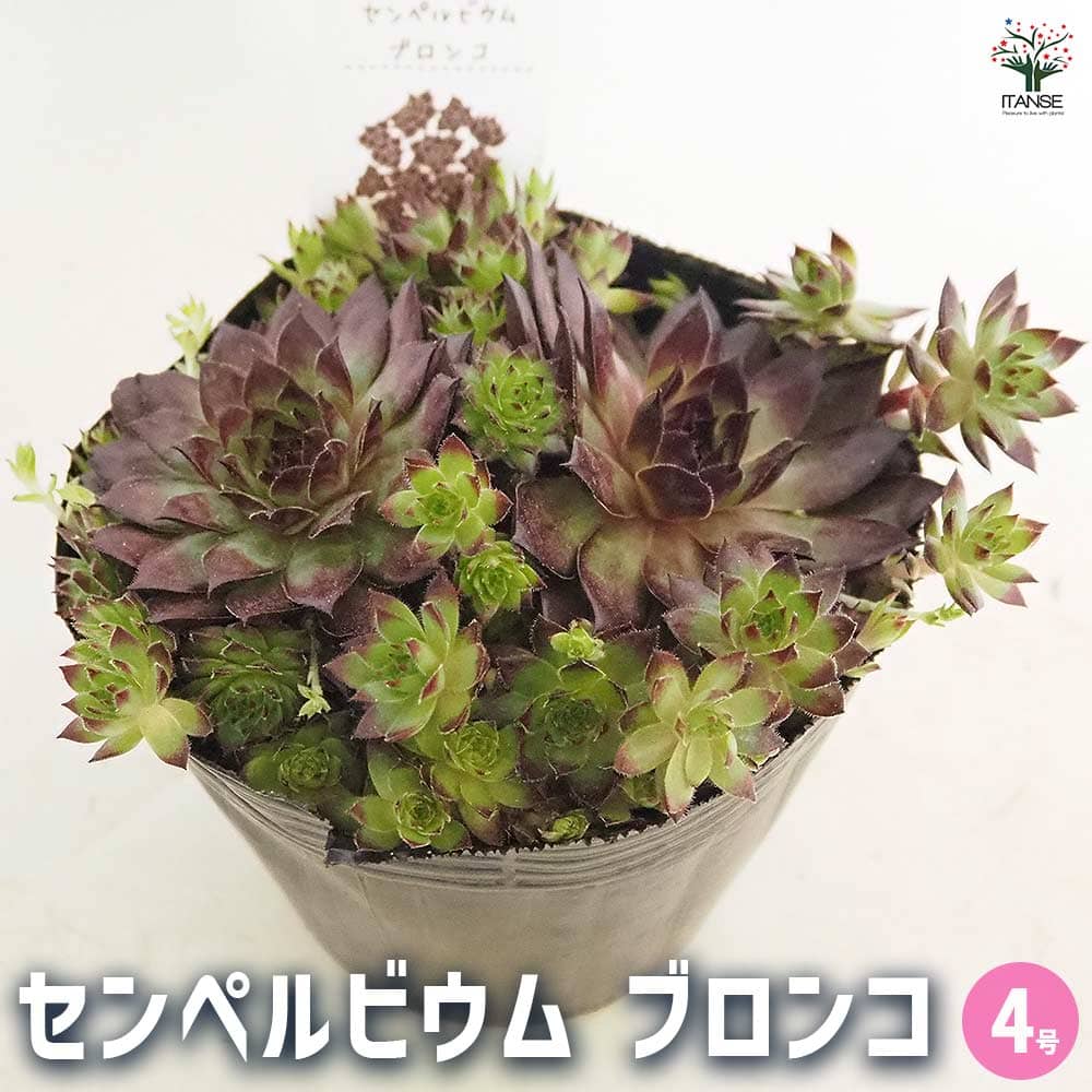 【送料無料】センペルビウム ブロンコ 【 多肉植物 4号／1個売り 】 多肉 観葉植物 観葉 インテリア ギフト プレゼント