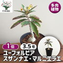 【SS期間全品10%OFF】ユーフォルビア スザンナエ マルニエラエ 【 多肉植物 3.5号/1個売り 】 花苗 お花 宿根草 多年草 園芸品種 カラーリーフ 苗木 花木 庭木 植木