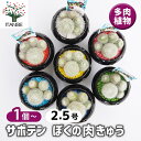 【SS期間全品10%OFF】 サボテン ぼくの肉きゅう 【 多肉植物 2.5号 】 サボテン さぼてん 仙人掌 多肉植物 観葉植物 リビング オフィス 事務所 インテリア 大型