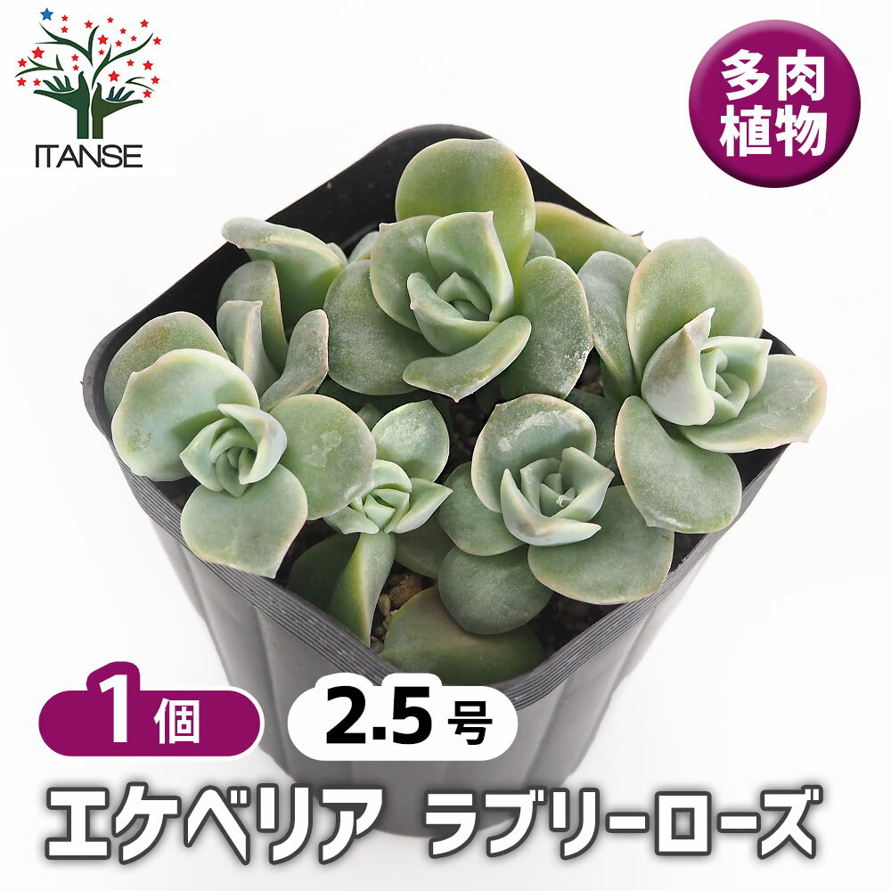 【送料無料】 エケベリア ラブリーローズ 【 多肉植物 2.5号 】 多肉植物 観葉植物 インテリアグリーン