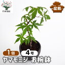 【送料無料】 ヤマモミジ お椀鉢 【 盆栽 4号/1個売り 】 ぼんさい bonsai 植木 苗 苗木 植え木 庭植え 地植え 鉢植え ベランダ ガーデニング 花壇 庭園 プレゼント お祝い
