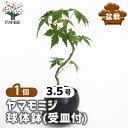 【送料無料】 ヤマモミジ 球体鉢(受皿付) 【 盆栽 3.5号/1個売り 】 ぼんさい bonsai 植木 苗 苗木 植え木 庭植え 地植え 鉢植え ベランダ ガーデニング 花壇 庭園 プレゼント お祝い