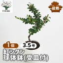 【送料無料】 紅シタン 球体鉢(受皿付) 【 盆栽 3.5号/1個売り 】 ぼんさい bonsai 植木 苗 苗木 植え木 庭植え 地植え 鉢植え ベランダ ガーデニング 花壇 庭園 プレゼント お祝い