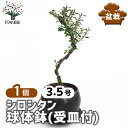 【送料無料】 シロシタン 球体鉢(受皿付) 【 盆栽 3.5号/1個売り 】 ぼんさい bonsai 植木 苗 苗木 植え木 庭植え 地植え 鉢植え ベランダ ガーデニング 花壇 庭園 プレゼント お祝い