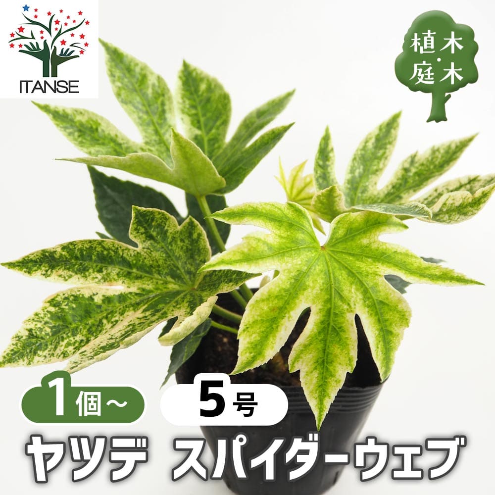 【送料無料】 ヤツデ スパイダー 【 庭木 3.5号 】 植木 庭木 木 ヤツデ ツムギシボリ atsia japonica spp. テングノウチワ 天狗のうちわ