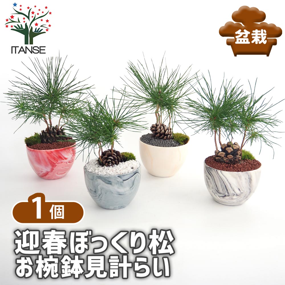 【送料無料】 迎春ぼっくり松 お椀鉢見計らい 【 選べる鉢カラー 庭木 】 盆栽 新年 賀正 観賞用 植木苗 ガーデニング