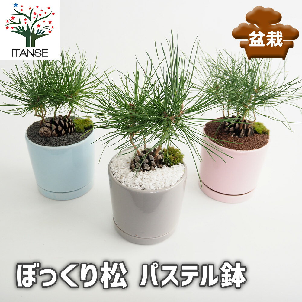 【送料無料】 迎春ぼっくり松 パステル鉢 【 庭木 】 盆栽 新年 賀正 観賞用 植木苗 ガーデニング