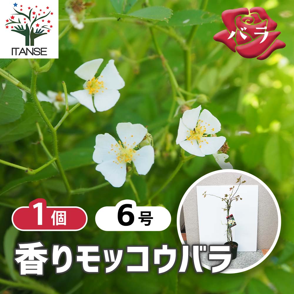Rakuten - 【送料無料】香りモッコウ バラ一重咲き白花 バラ 庭木 6号大苗 1個売り バラ ノバラ 野薔薇 野ばら 一輪挿し リースガーデニング ナニワイバラ モッコウバラ ロサ バンクシアエ 新生活 シンボルツリー 白い花 フラワーガーデン 送料無料 即納