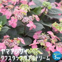 【P2倍★マラソン期間中】ヤマアジサイ タフスタッフ【庭木 5号ポット/1個売り】紫陽花 ハイドランジア シンボルツリー ガーデニング PVP