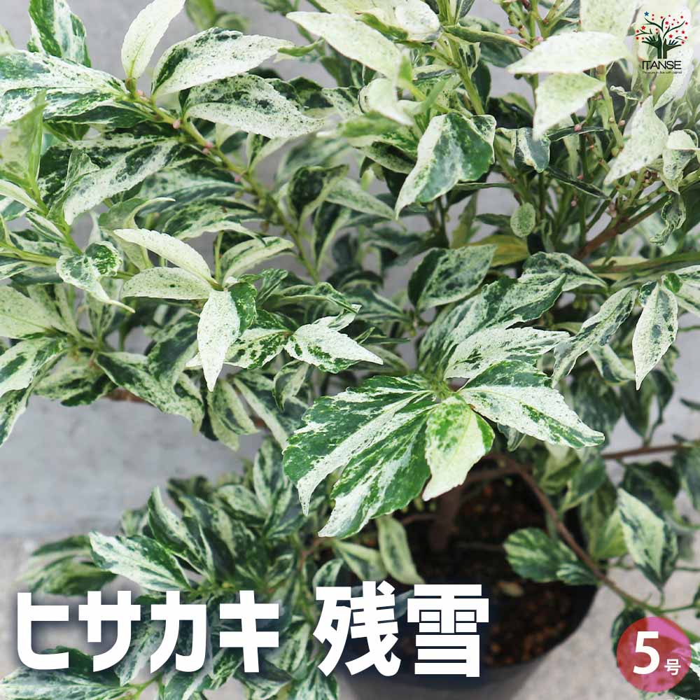 【送料無料】ヒサカキ 残雪 花木苗 4号ポット 庭木 植木 花木 ガーデニング ガーデン シンボルツリー ..