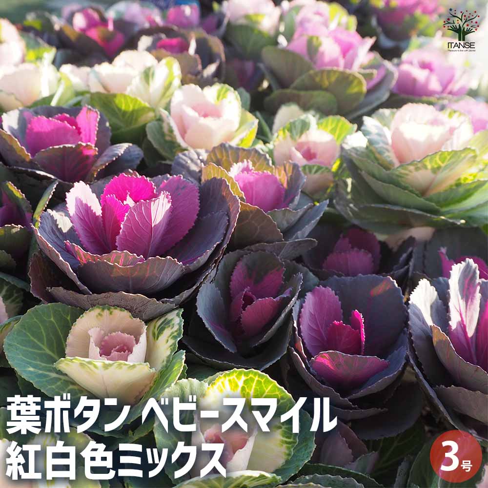 【送料無料】葉ボタン ベビースマイル 紅白色MIX 花苗 3号ポット ハボタンの苗 葉牡丹 葉ボタン 葉ボタンの苗 添え物 お正月 ガーデニング ギフト プレゼント 送料無料 即納