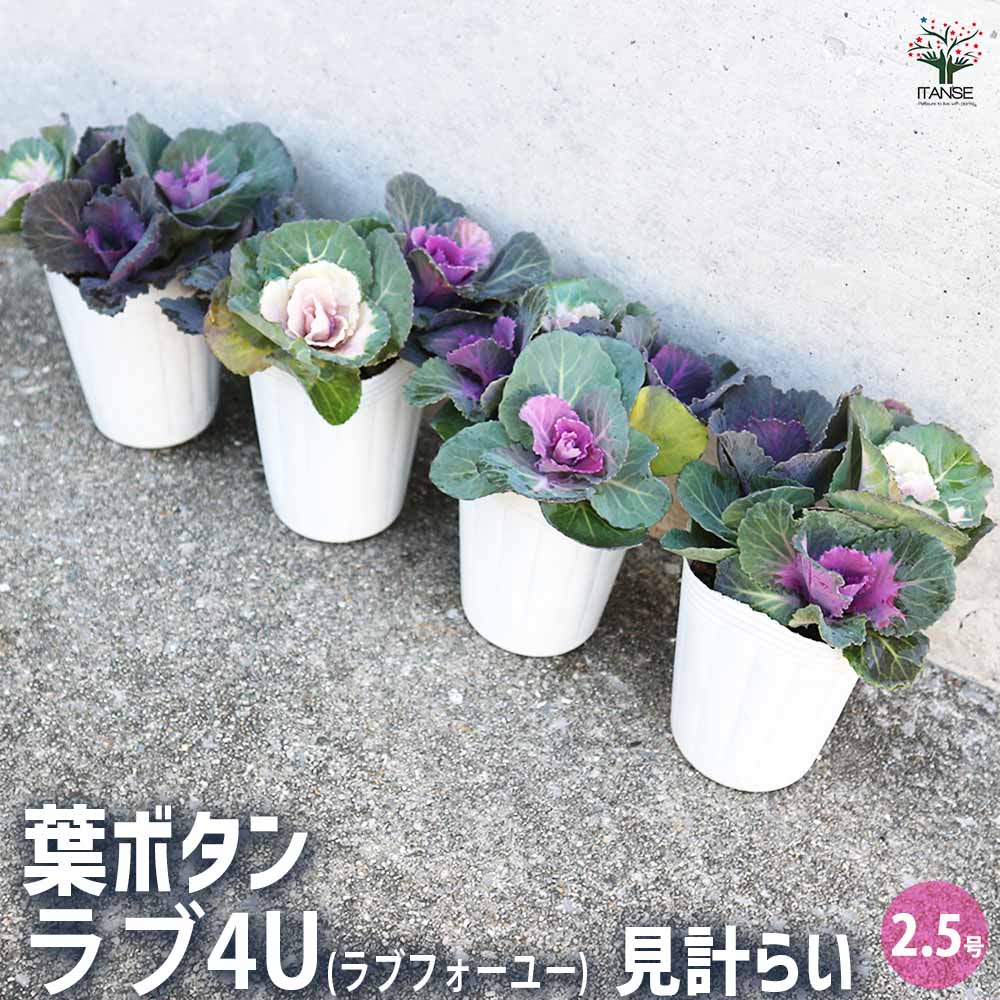 【送料無料】葉ボタン ラブ4U 見計い 花苗 2.5号ポット ハボタンの苗 葉牡丹 葉ボタン 葉ボタンの苗 添え物 お正月 ガーデニング ギフト プレゼント 送料無料 即納