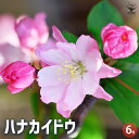 【P2倍★マラソン期間中】ハナカイドウ 【花木苗 6号ポット/1個売り】ハナカイドウ カイドウ 花海棠 スイシカイドウ ナンキンカイドウ