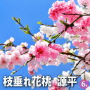 【ポイント2倍★マラソン期間】花桃 枝垂れ花桃 源平 花木苗 6号鉢 1個売り モモ苗 モモの苗 もも苗 ももの苗木 桃の苗 桃苗 観賞 ガーデニング 家庭菜園 送料無料 即納