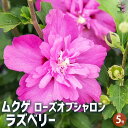 【送料無料】ムクゲ ラズベリー 花苗 5号 ローズオブシャロン ハチス キハチス モクゲ 八重咲き 送料無料 即納