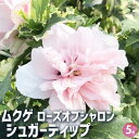 【ポイント2倍★マラソン期間】ムクゲ シュガーディップ 花苗 5号 ローズオブシャロン ハチス キハチス モクゲ 八重咲き 送料無料 即納