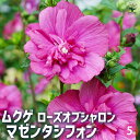 【送料無料】ムクゲ マゼンタシフォン 花苗 5号 ローズオブシャロン ハチス キハチス モクゲ 八重咲き 送料無料 即納
