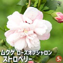 【ポイント2倍★マラソン期間】ムクゲ ストロベリー 花苗 5号 ローズオブシャロン ハチス キハチス モクゲ 八重咲き 送料無料 即納
