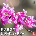 【送料無料】ハナミズキ レッドビューティー 花木苗 2年生挿し木苗4号 花水木 アメリカハナミズキ アメリカヤマボウシ はなみずき 花壇 栽培 送料無料 即納