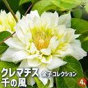 ITANSE クレマチス 金子コレクション 千の風 花苗 4号鉢 1個売り 花の苗 花木の苗 花木 風車 カザグルマ 鉄線 テッセン 送料無料 即納