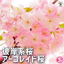 【P2倍★マラソン期間中】彼岸系桜 アーコレイド桜 【花木苗 接木苗5号ポット/1個売り】花木 花木苗 花木 サクラ さくら ガーデニング