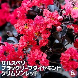 【マラソン★クーポン配布中】サルスベリ ブラックリーフダイヤモンド クリムゾンレッド 花木苗 6号ポット 1個売り 百日紅 ヒャクジツコウ 花木 花の木 花木の苗 外 コンパクト 鉢植え 地植え 送料無料 即納
