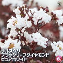 【P2倍★マラソン期間中】サルスベリ ブラックリーフダイヤモンド ピュアW 【花木苗 6号ポット/1個売り】百日紅 ヒャクジツコウ 花木 花の木 花木の苗 外 ...