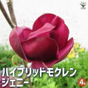 【送料無料】ハイブリッドモクレン ジェニー 花木苗 接木苗4号ロングポット 1個売り ソーサー マグノリア 木蓮 紫玉蘭 送料無料 即納