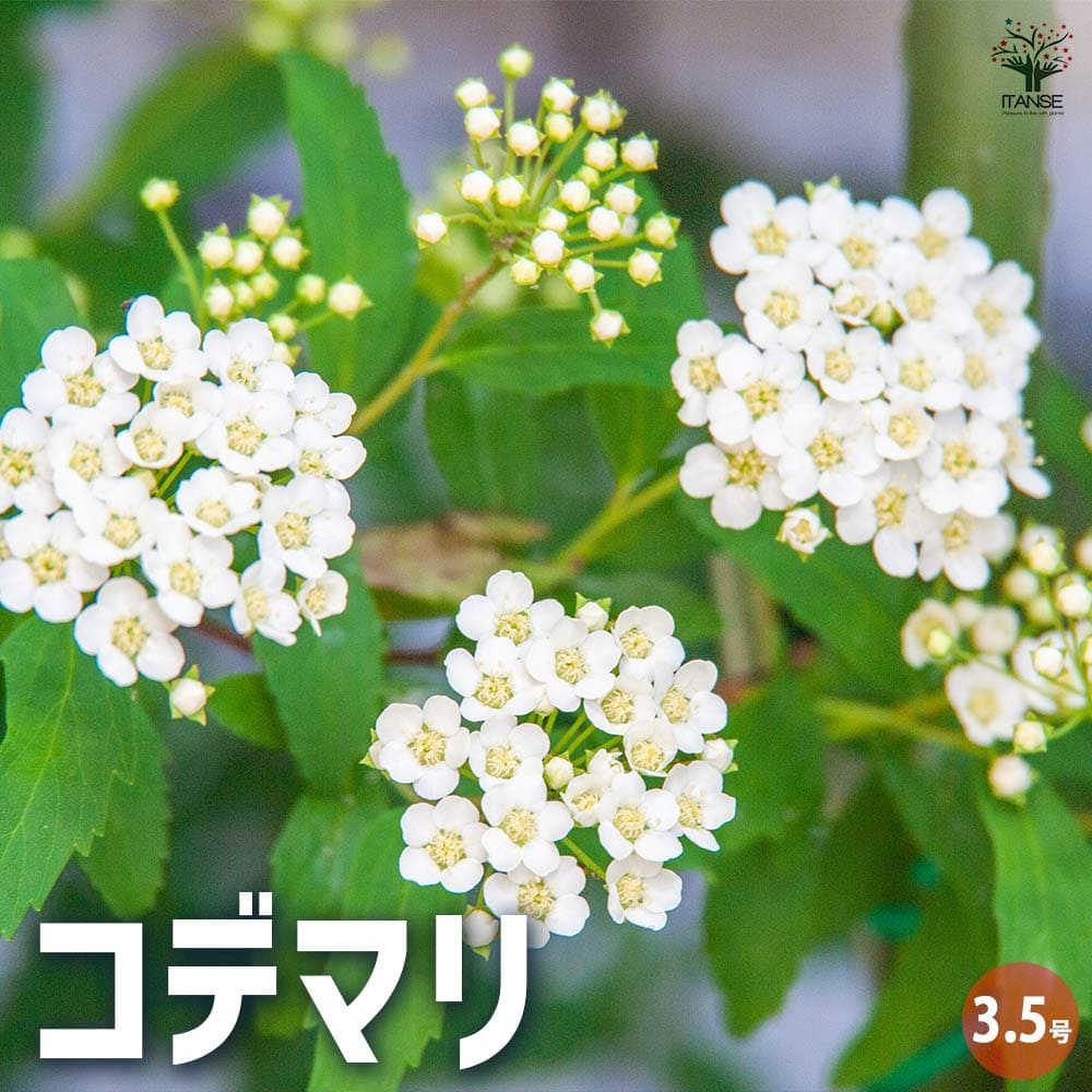 コデマリ花木苗3.5号ポット小手毬...