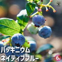 【送料無料】バッキニウム ネイティブブルー 花木苗 6号鉢 ダロウィ オーナメンタルベリー 常緑 耐寒性 耐暑性 送料無料 即納