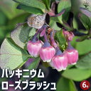 【送料無料】バッキニウム ローズブラッシュ 花木苗 6号鉢 ダロウィ オーナメンタルベリー 常緑 耐寒性 耐暑性 送料無料 即納
