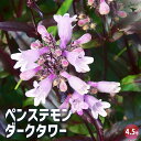 【ポイント2倍★マラソン期間】ペンステモン ダークタワー 花木苗 4.5号ポット 釣り鐘柳 ( ツリガネヤナギ ) 、柳丁字 ( ヤナギチョウジ ) 送料無料 ...