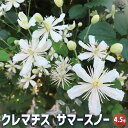 ITANSE クレマチス サマースノー 花木苗 4.5号鉢 花木 風車 カザグルマ 鉄線 テッセン 送料無料 即納