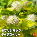 【ポイント2倍★マラソン期間】テマリシモツケ ダーツゴールド 花木苗 4.5号ポット カラーリーフ スピレア ガーデニング 送料無料 即納
