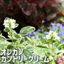 【P2倍★マラソン期間中】オレガノ カントリークリーム 【花苗 3号ポット】花オレガノ ガクの保ちが良いので、切り花やドライフラワーにも使われます