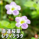 【P2倍★マラソン期間中】赤道桜草 レティクラタ 【花木苗 9cmポット/2個セット】花苗 花の苗 赤道桜草 寄植え 地植え 鉢植え 庭植え 庭作り 玄関