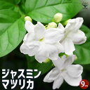 【P2倍★マラソン期間中】ジャスミン マツリカ 【花木苗 9cmポット/2個セット】花苗 花の苗 ジャスミン 寄植え 地植え 鉢植え 庭植え 庭作り 玄関