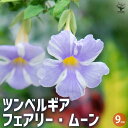 【ポイント2倍★マラソン期間】ツンベルギア フェアリー ムーン 花木苗 9cmポット 2個セット 花苗 花の苗 ツンベルギア 寄植え 地植え 鉢植え 庭植え 庭...