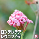 【ポイント2倍★マラソン期間】ロンデレチア レウコフィラ 花木苗 9cmポット 花苗 花の苗 ロンデレチア 寄植え 地植え 鉢植え 庭植え 庭作り 玄関 送料無...