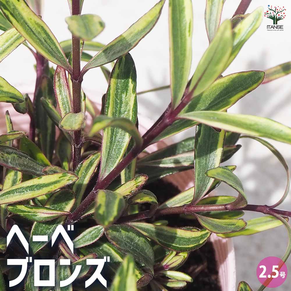 【マラソン期間★P5倍〜】ヘーベ ブロンズ 【花苗 2.5号ポット】Hebe 虎尾の木 トラノオノキ ゴマノハグサ科 ヘーベ属 半耐寒性 常緑低木 ブッシュ状