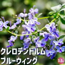 【ポイント2倍★マラソン期間】クレロデンドルム ブルーウィング 花木苗 3.5号ポット 花苗 花の苗 クレロデンドルム 寄植え 地植え 鉢植え 庭植え 庭作り ...
