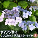 【ポイント2倍★マラソン期間】ヤマアジサイ タフスタッフ Wスターライト 花木苗 5号ポット 1個売り 花木 花木の苗 花の苗 山アジサイ 山紫陽花 沢紫陽花 ...