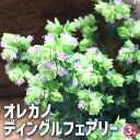 【ポイント2倍★マラソン期間】オレガノ ディングルフェアリー 花苗 3号ポット 花オレガノ ガクの保ちが良いので、切り花やドライフラワーにも使われます 送料無料...