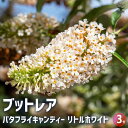 【送料無料】ブッドレア バタフライキャンディー リトルホワイト 花苗 3号ポット 1個売り 花苗 花の苗 ブッドレア ブットレア 鉢植え 地植え お祝い 育て方...