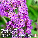 【ポイント2倍★マラソン期間】ブッドレア バタフライキャンディー リトルパープル 花苗 3号ポット 1個売り 花苗 花の苗 ブッドレア ブットレア 鉢植え 地植...