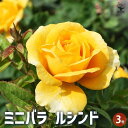【P2倍★マラソン期間中】ミニ薔薇 ルシンド 【花苗 3号ポット】バラ苗 バラの苗 薔薇苗 薔薇の苗 花苗 花の苗 ローズガーデン イングリッシュガーデン ro...