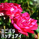 【P2倍★マラソン期間中】ミニ薔薇 ハッチュアイ 【花苗 3号ポット】バラ苗 バラの苗 薔薇苗 薔薇の苗 花苗 花の苗 ローズガーデン イングリッシュガーデン ...